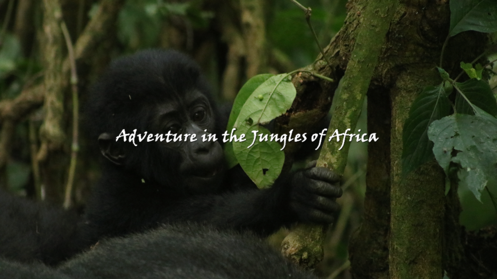 Classic Gorilla Trekking Safari Uganda