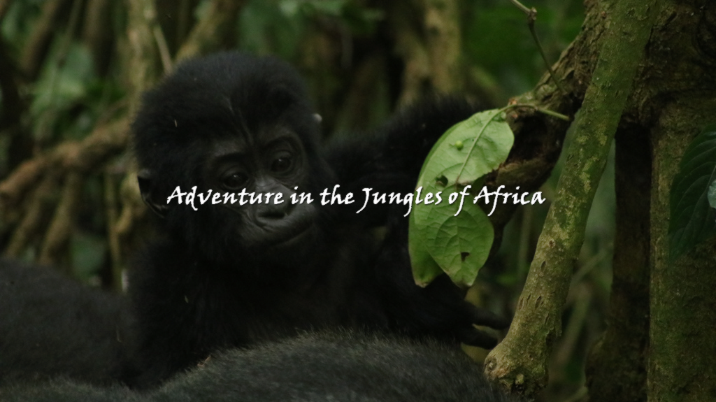 Cheap Primates Tour Uganda