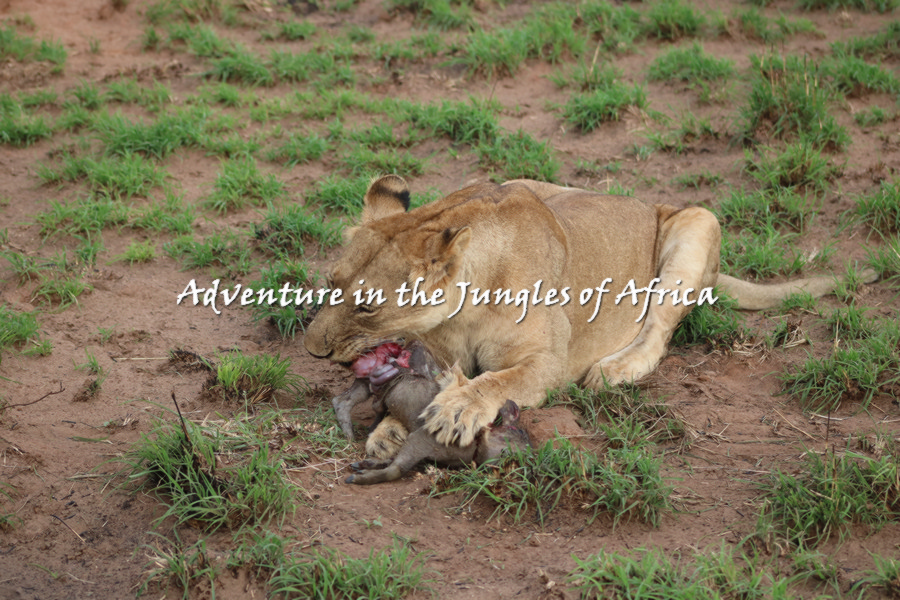 Affordable Uganda Wildlife Tours 