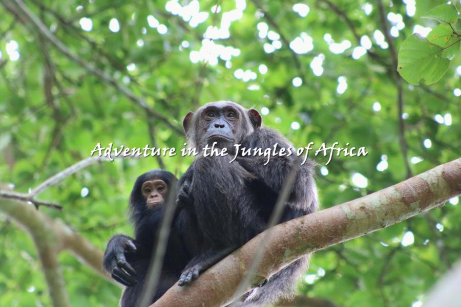 Best Uganda Wildlife Safaris Tour
