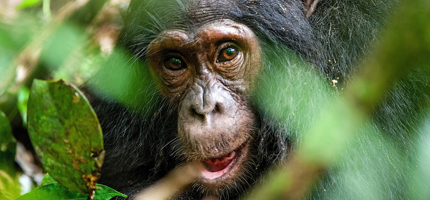 Chimpanzee Tracking Tanzania
