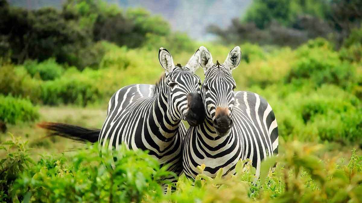Uganda Adventure Safaris Tour