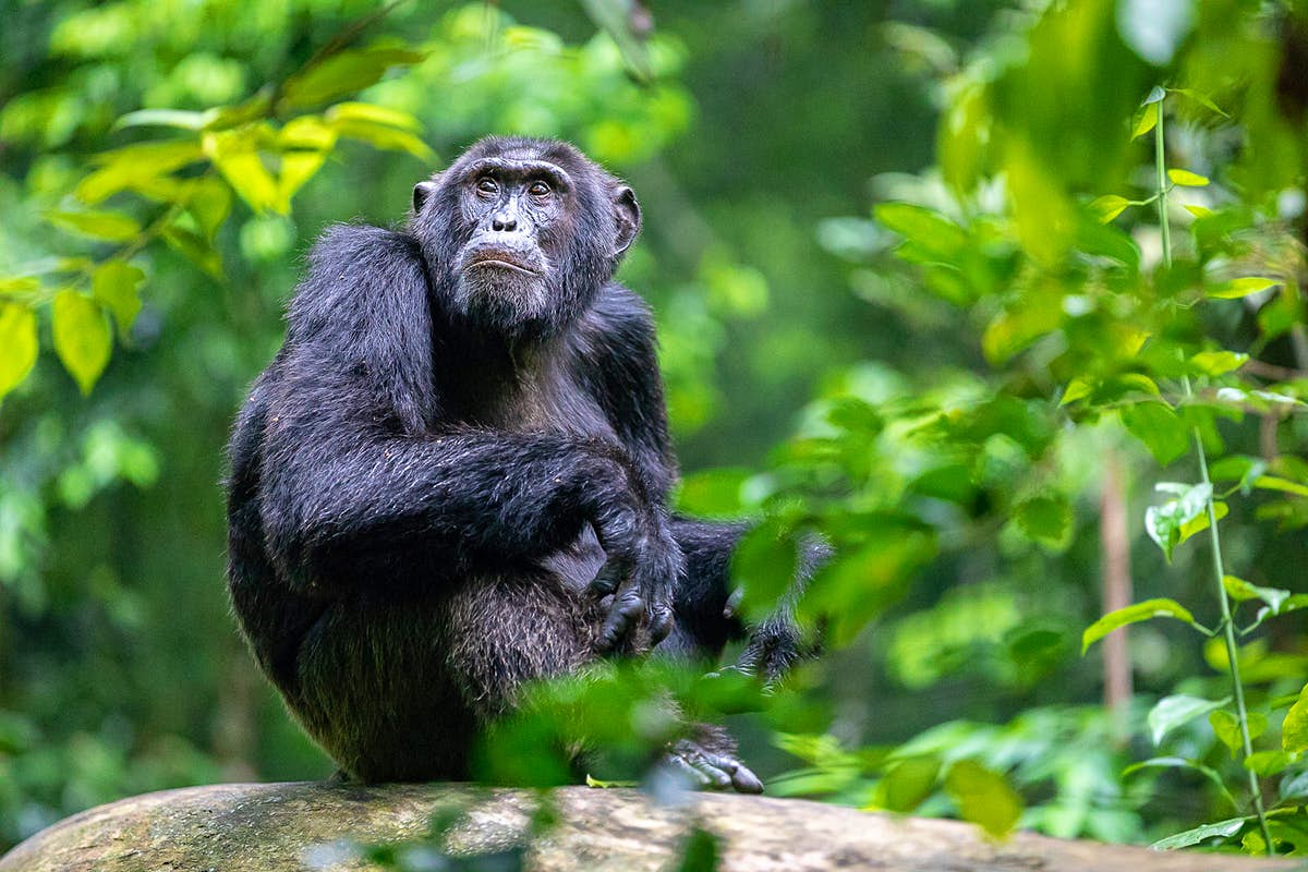 Uganda Primate safari
