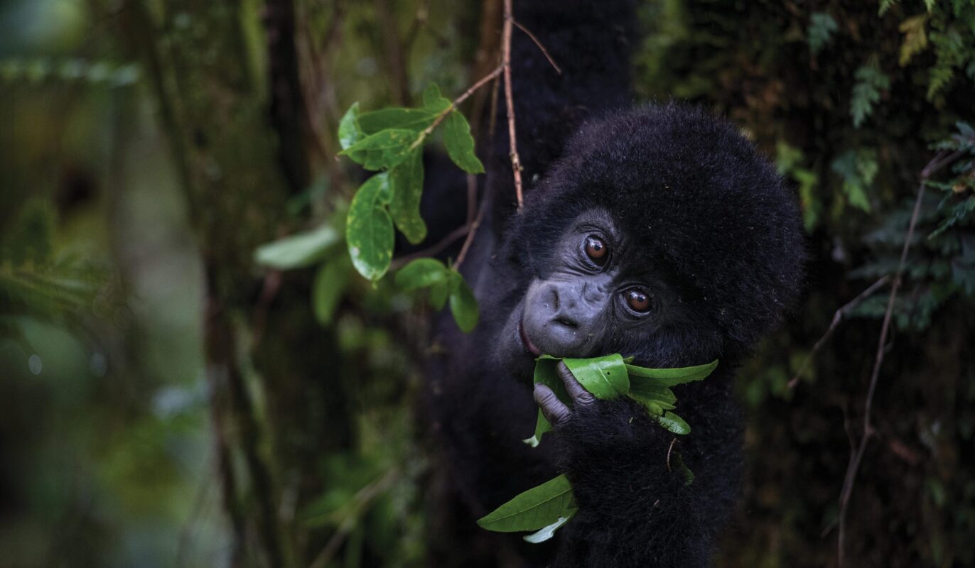 Uganda gorilla habituation experience cost