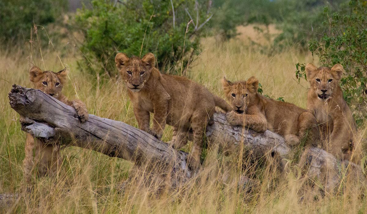 Short Wildlife Tour Uganda