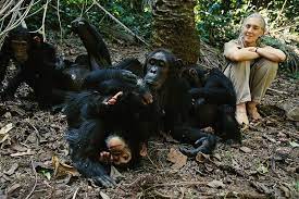 Chimpanzee habituation experience in Uganda