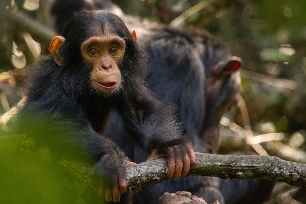 Chimpanzee Trekking Safari -Chimpanzee Trekking Permits in Uganda for 2023