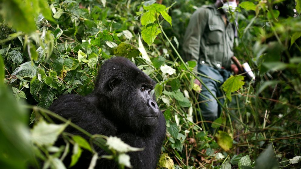 Uganda gorilla habituation experience cost