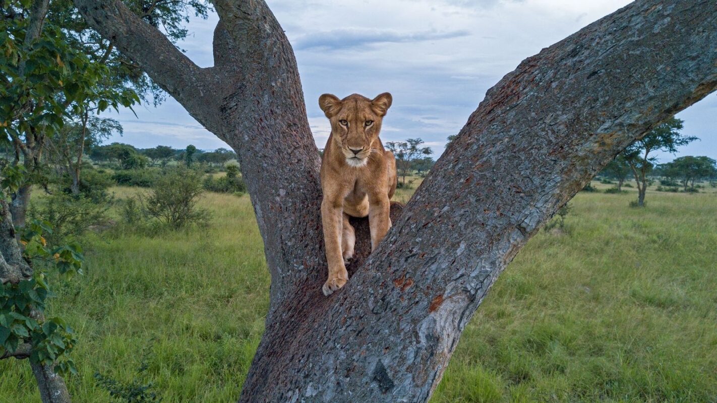 Uganda Wildlife Safaris tour