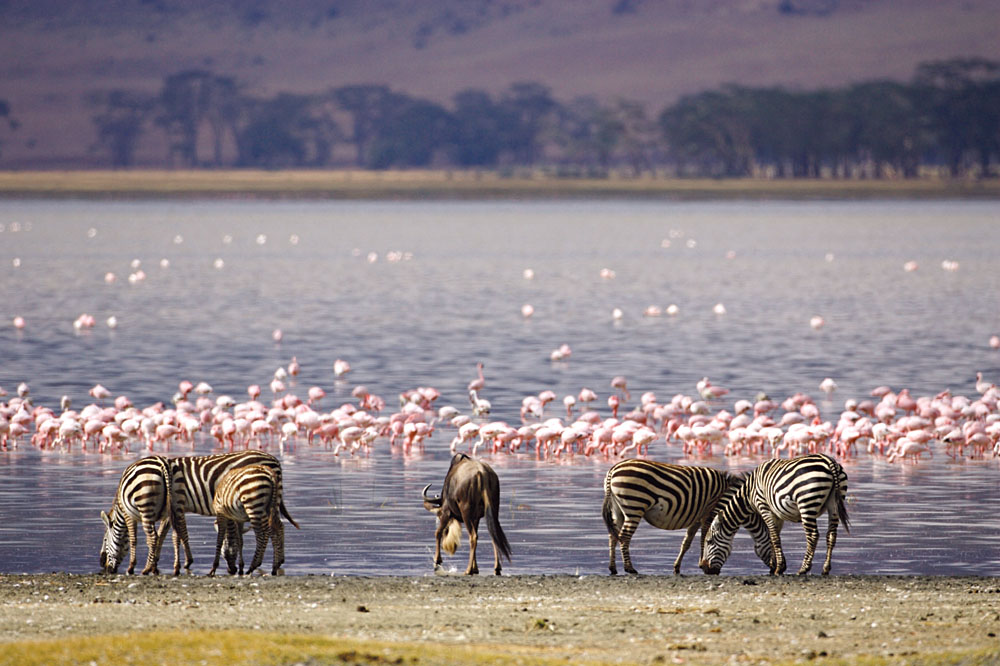 5 days Lake Nakuru and Masai Mara safari