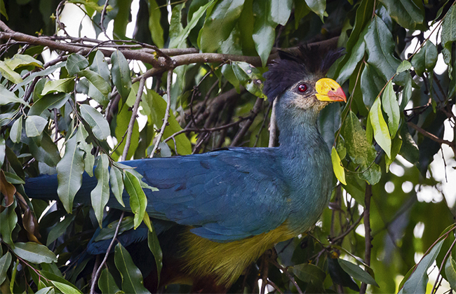 Uganda birding safaris