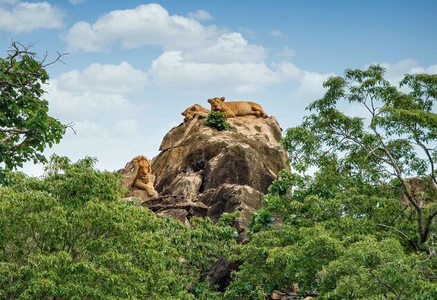 Where to see lions in Kidepo