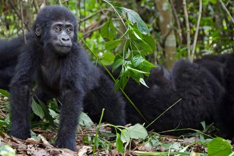 How much does it cost to see Mountain Gorillas