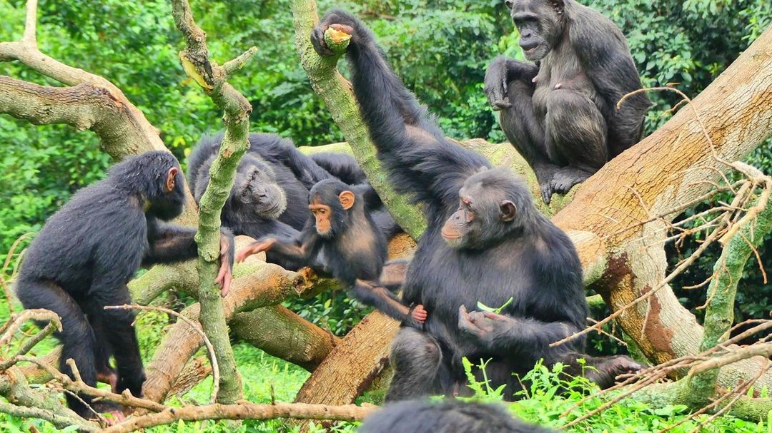 Chimpanzee Habituation Experience 