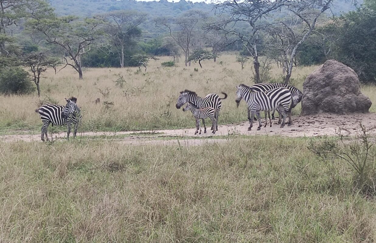 Uganda Wildlife Adventure Tour