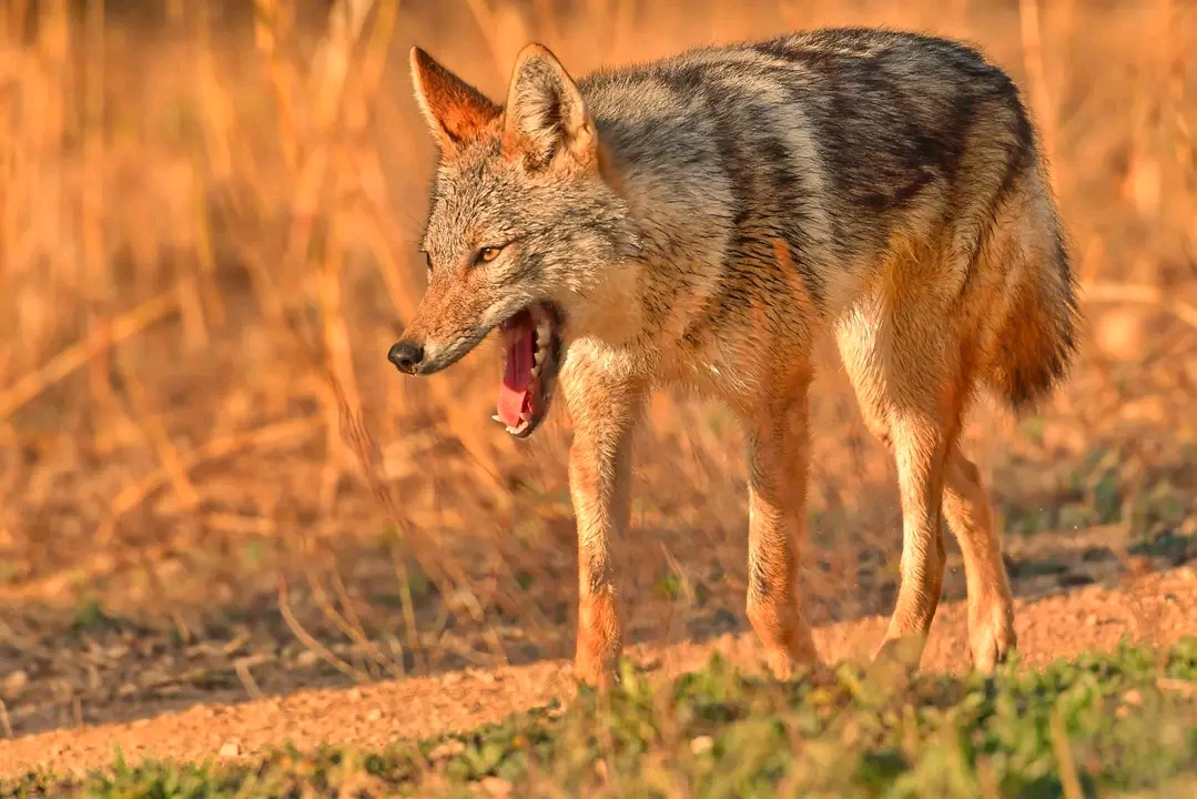 Are there wolves in Uganda? - African Golden Jackal/ African golden wolf 