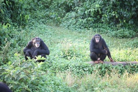Chimpanzee Viewing in Uganda 