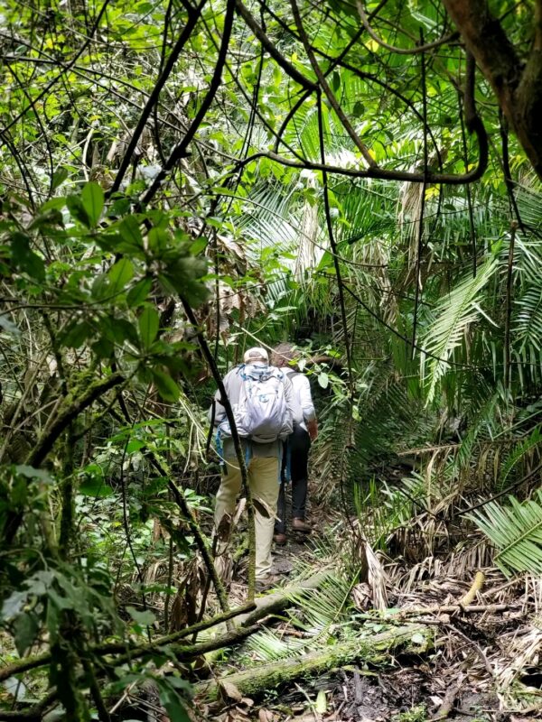 Guided Forest Walks in Kibale
