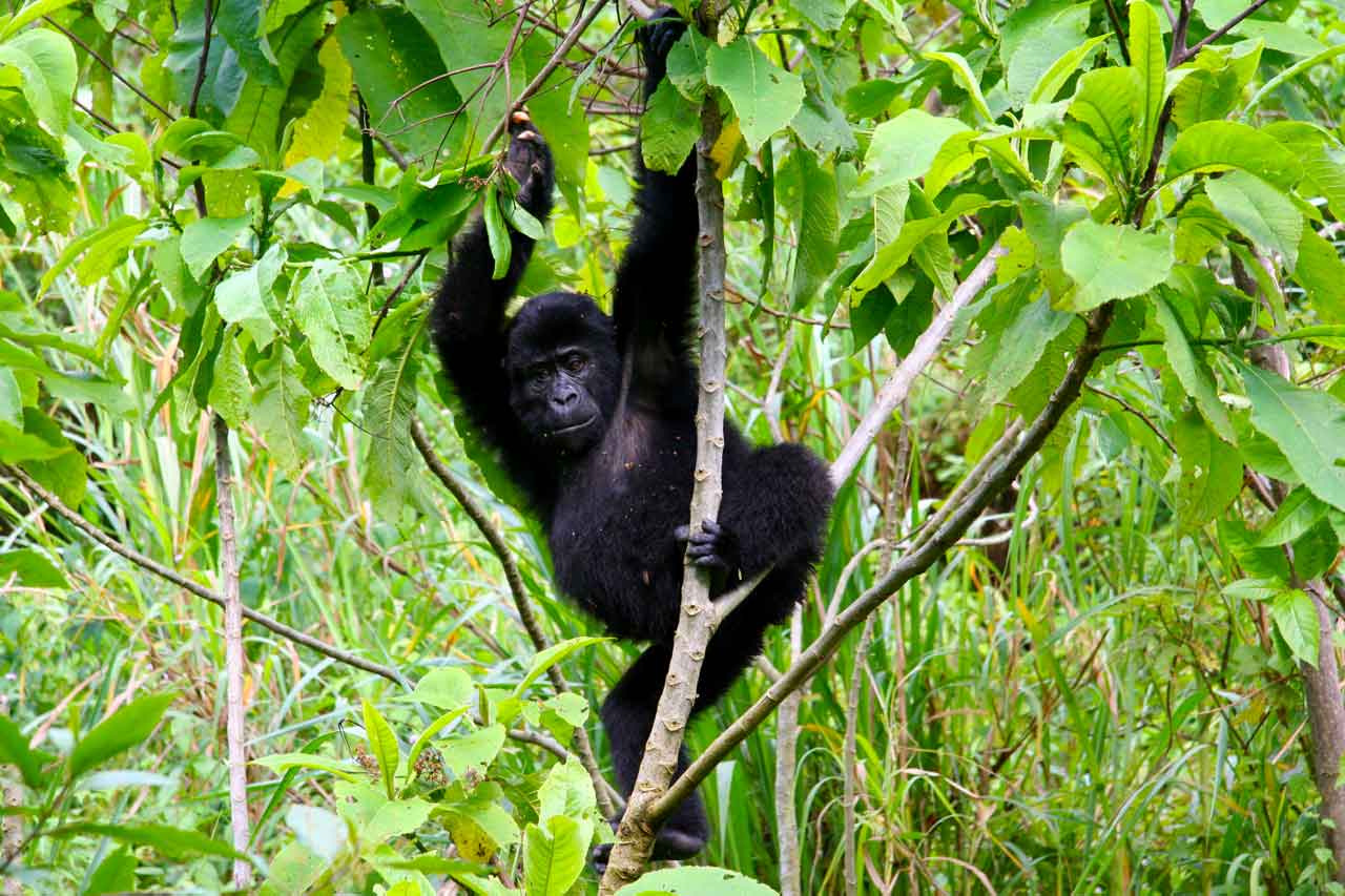 Rwanda Gorilla Safari