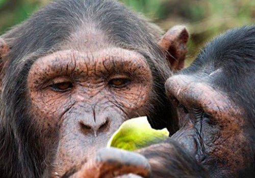 Uganda chimpanzee trekking safaris