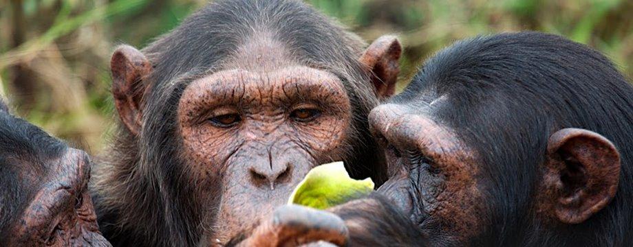 Uganda chimpanzee trekking safaris