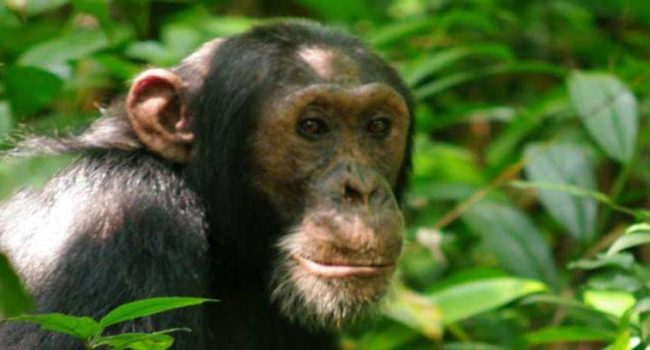 chimpanzee tracking in uganda
