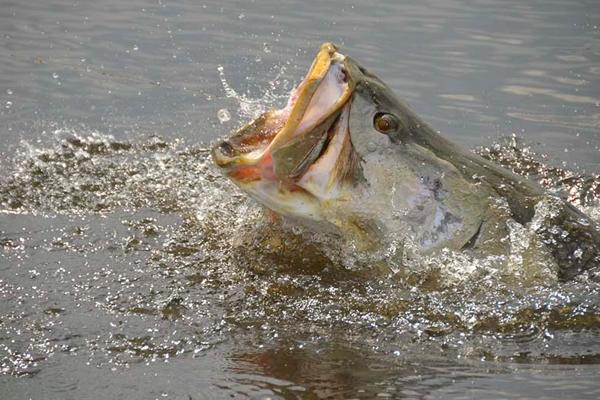 sport-fishing