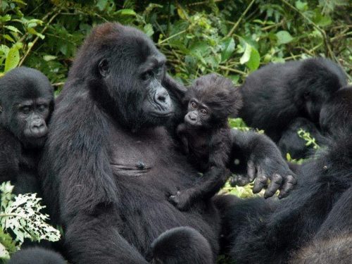 Best time to visit Uganda