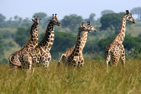 uganda safaris