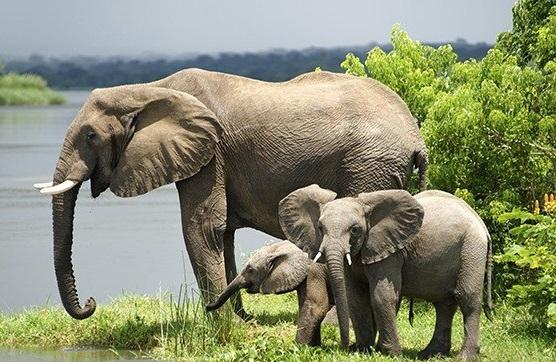 uganda safaris acacia safari