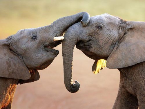 tanzania safari