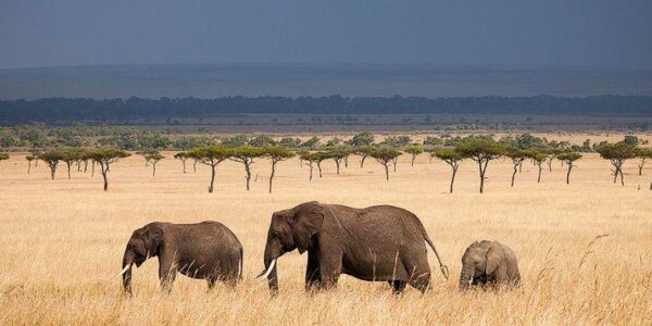 8 Days Kenya Luxury Safari