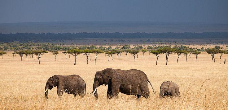 tanzani safari