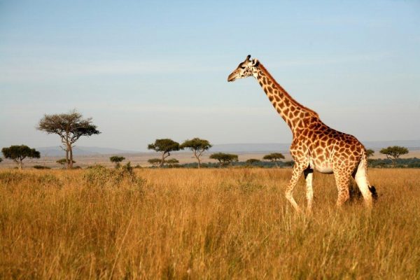 Kidepo Valley National Park