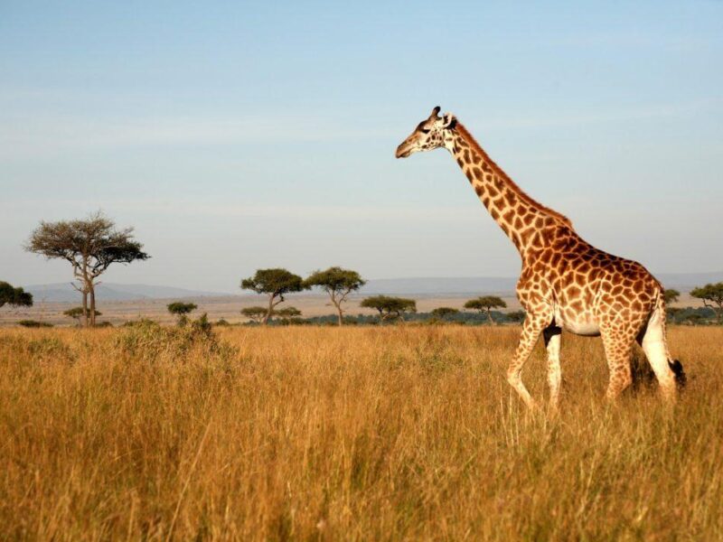 Kidepo Valley National Park