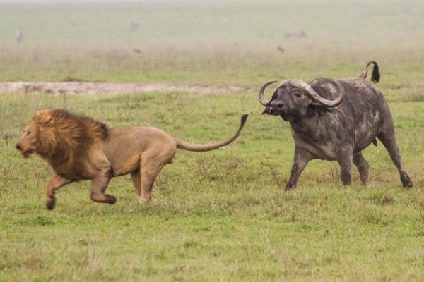uganda safari