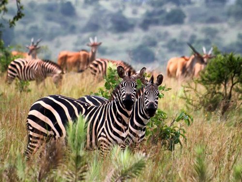 Lake Mburo National Park