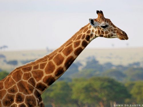 Rwanda Safari
