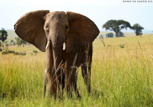 queen elizabeth national park - African Elephant