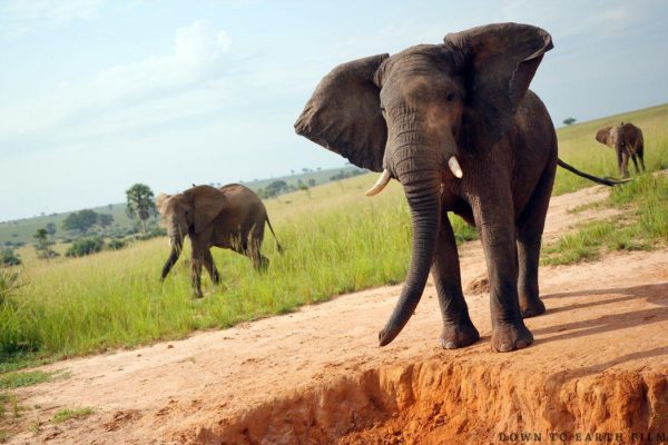 Best Short Safaris to Uganda for 2020 by Acacia Safaris Uganda