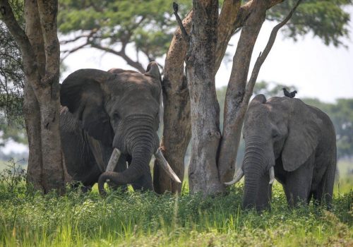 uganda wildlife safari