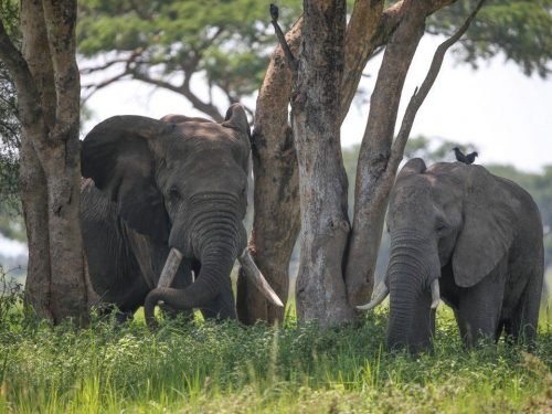uganda wildlife safari