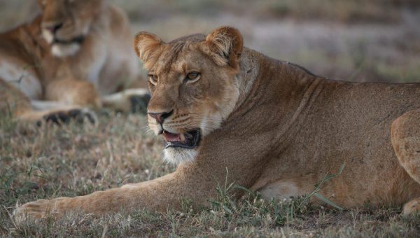 queen elizabeth national park