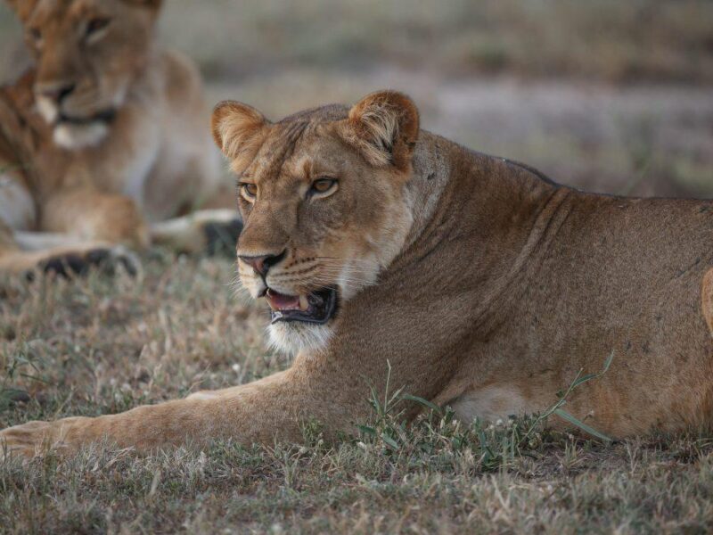 queen elizabeth national park