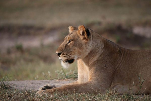 4 Days Murchison Falls Uganda Safari @ $1500