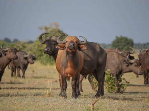 uganda gorilla safaris