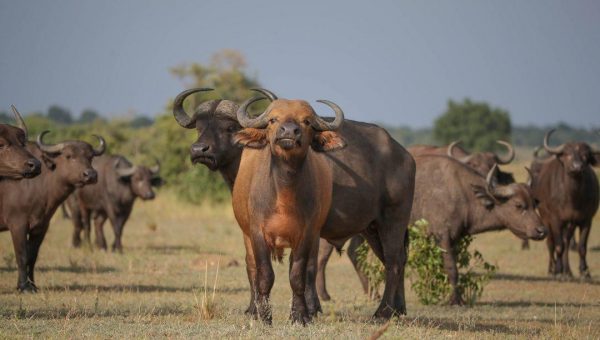 uganda gorilla safaris