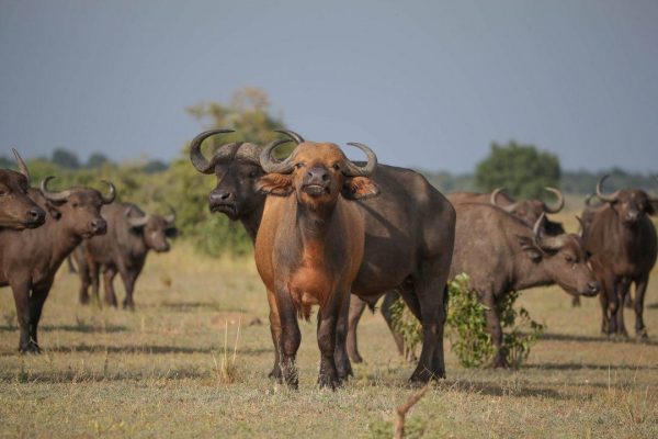 uganda gorilla safaris