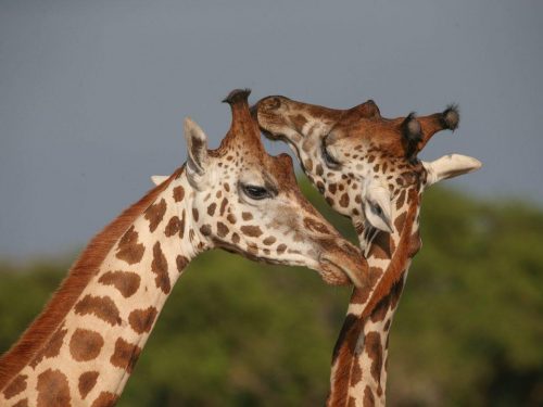 Top tours in Uganda