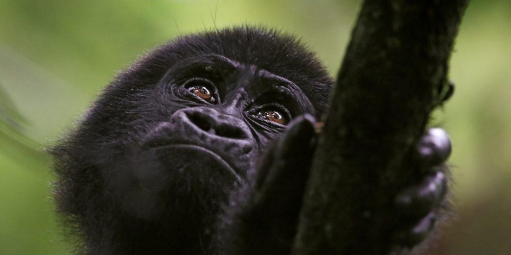 uganda gorilla safaris